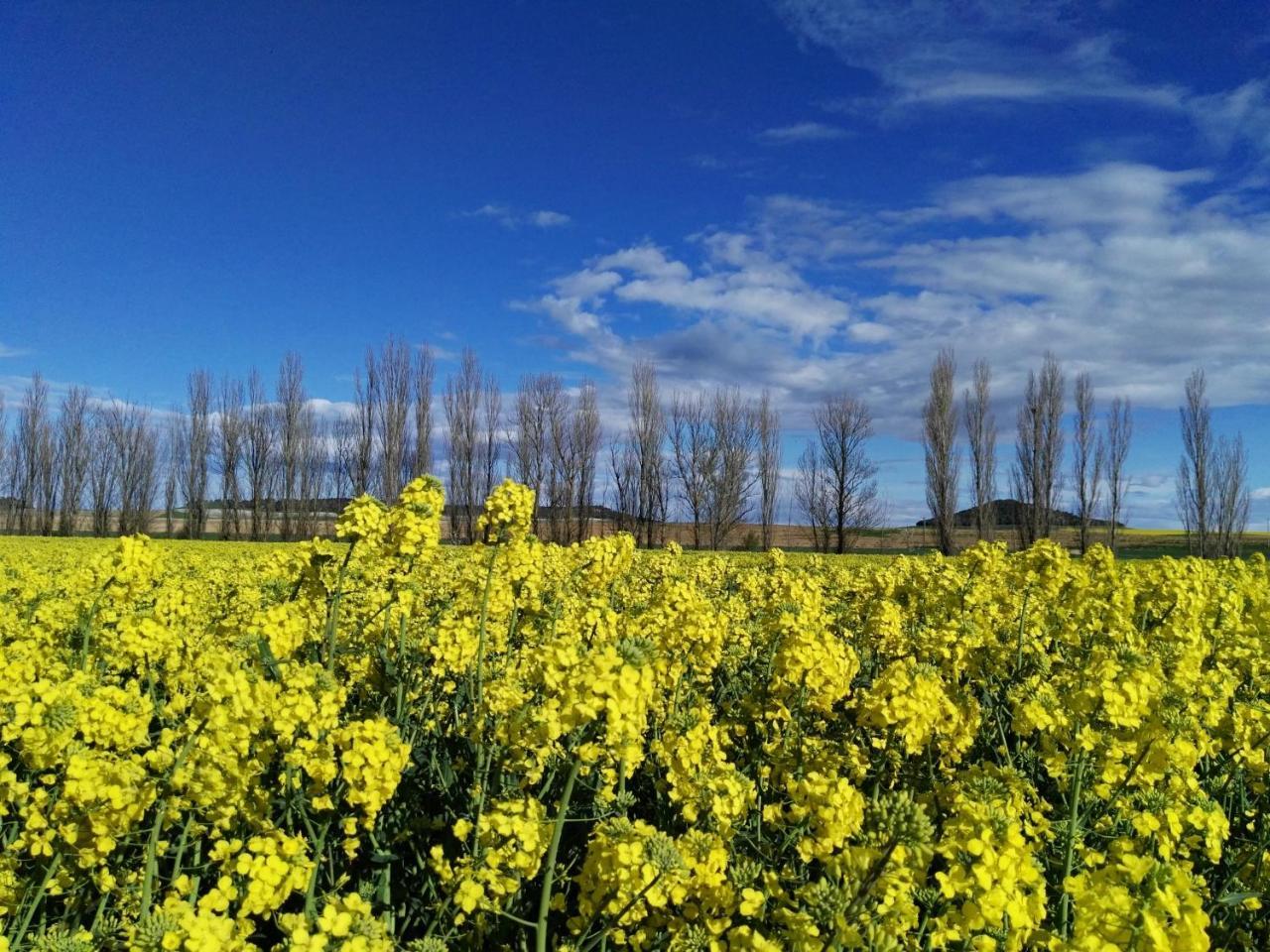 Mota del Marqués La Aldea Colorada Casa Rural מראה חיצוני תמונה